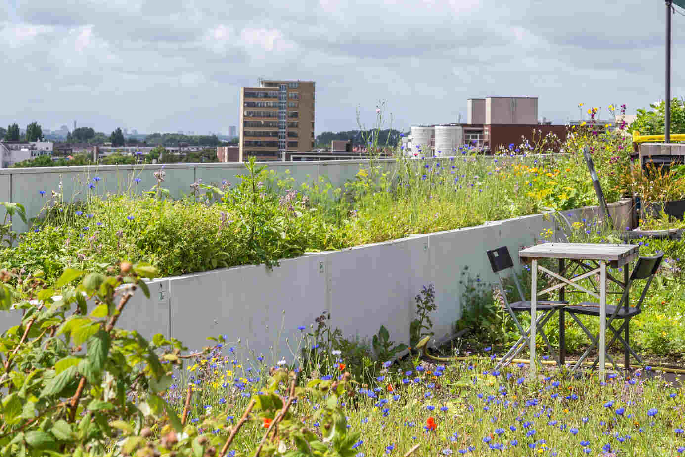 What Are The Benefits Of Rooftop Gardens?